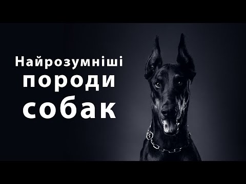 Видео: Найрозумніші породи собак - ТОП 10