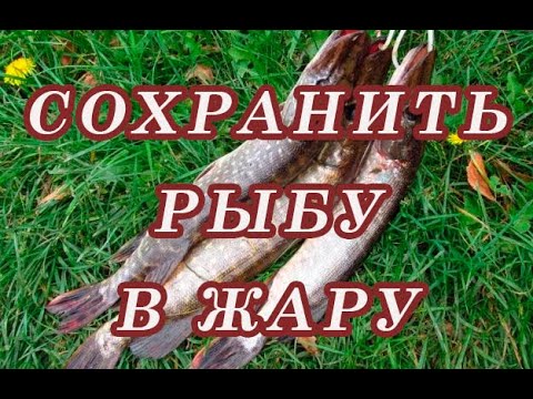 Видео: Как СОХРАНИТЬ УЛОВ В ЖАРУ!!! Сохранить рыбу без холодильника!