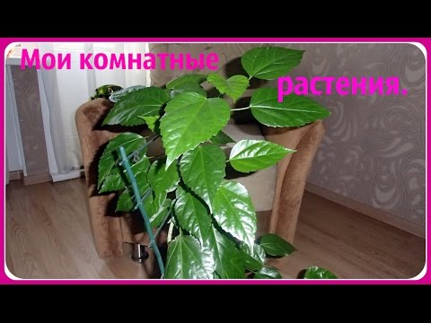 Видео: Мои комнатные растения. Комнатные цветы.