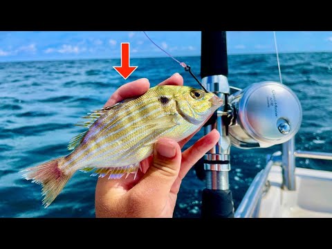 Видео: ЛОВЛЮ ЖИВУЮ РЫБУ! НА ГЛУБИНЕ 110 ФУТОВ НА УЖИН [Поймал, почистил, приготовил]