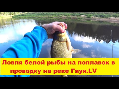 Видео: Ловля белой рыбы на поплавочную снасть в проводку на реке Гауя LV.Makšķerēju upē ar pludiņmakšķeri.