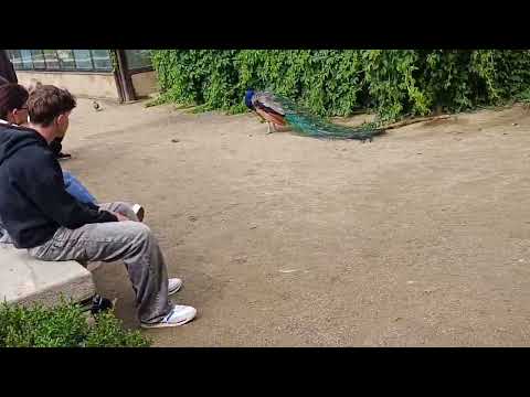 Видео: 1  471.СЕНАТ.@оле Гаврисюк.29.10.2025