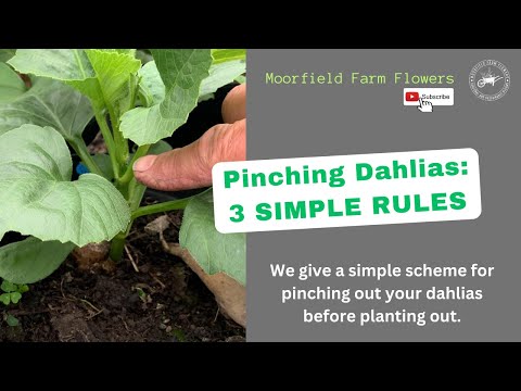 Видео: Прищипывание георгинов: 3 простых правила