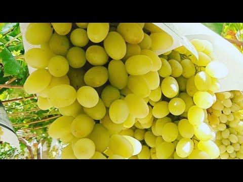 Видео: КУЧАТ ЭКИШ СИРЛАРИ..99 4762156