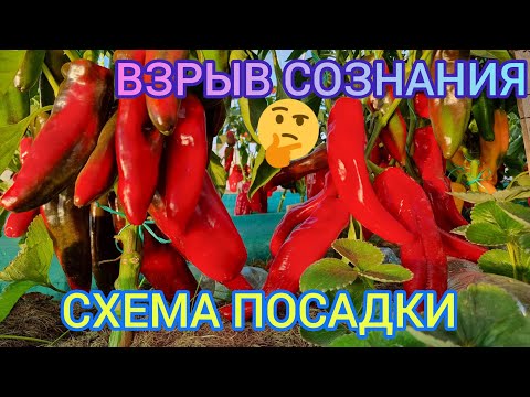 Видео: НЕОРДИНАРНАЯ СХЕМА ПОСАДКИ. РАССТОЯНИЕ МЕЖДУ РАСТЕНИЯМИ ПЕРЦА И ТОМАТОВ В ТЕПЛИЦЕ. ПОЛУЧАЕМ БОЛЬШЕ!