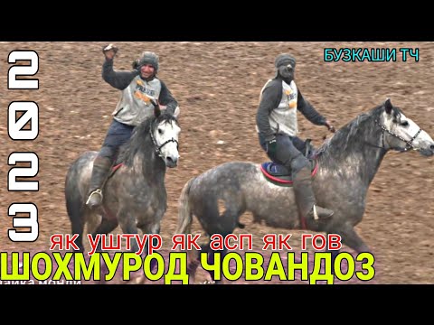 Видео: БУЗКАШИ 2023 / БАРОМАДИ ШОХМУРОД ЧОВАНДОЗ н. ТЕМУРМАЛИК АСП БО НОМИ ГУЛИ БОДОМ БУЗКАШИ БОХТАР 2023