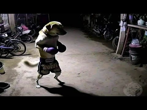 Видео: Мемы, которые я нашел в 3 часа ночи