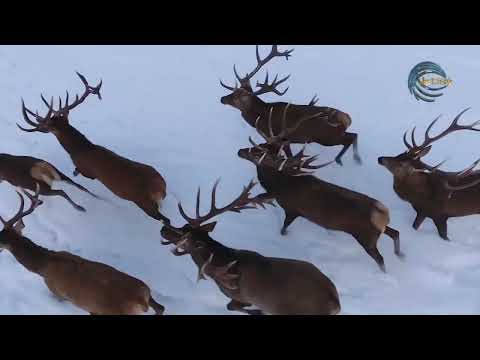 Видео: ЖЕТІСУ ЖЕРІНДЕ БҰРЫН-СОҢДЫ БҰҒЫ ӨСІРІЛМЕГЕН / АГРО АЙМАҚ / 12.02.25