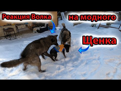Видео: Реакция Канадского Волка на Щенка в одежде, Հայկական Գամփռ, Գայլ, Волк, Гампр, Ягдтерьер