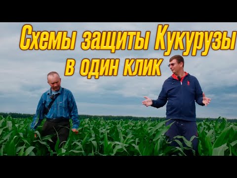 Видео: Секреты обработки кукурузы вам никто не расскажет! Как защитить кукурузу от сорняков легко и просто