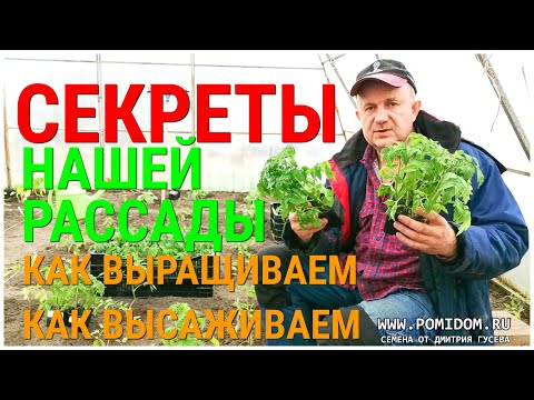 Видео: Рассада Помидоров. Наши секреты посева, ухода, высадки рассады томатов на постоянное место в теплицу