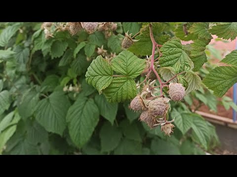 Видео: Моя англійська дачка. Кінець травня, початок сезону.