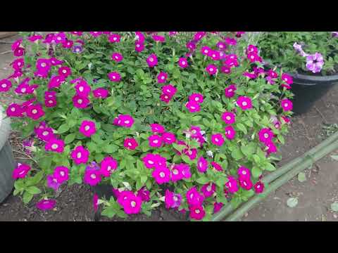 Видео: обзор теплицы