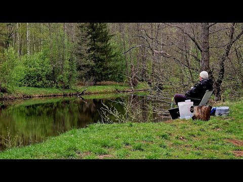 Видео: Первые Речные Лещи Сезона 2024! Рыбалка с Ночевкой на Реке Друть. Крупные Утренние Лещи на Фидер.
