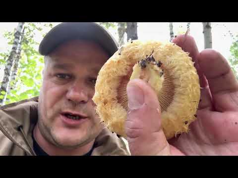 Видео: В погоне за груздем, или тихая охота 2.