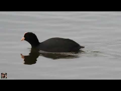 Видео: Птица Лысуха голос. Лысуха (Fulica atra), Валдай 2024 #валдай #наблюдениезаптицами #лысуха #птицы