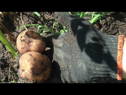 Видео: Картошка. Как увеличить урожай летом до сбора картофеля. #картошка #урожай #выращивать