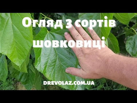 Видео: Огляд трьох сортів шовковиці. Тульська, Стамбульська, Шеллі