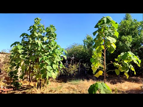 Видео: СУСЫЗ😱3 АЙДА😱5М ӨСКЕН🌳ПАВЛОВНИЯ🌳ОЛ МҮМКІН БЕ🤔? БҰЛ АҒАШҚА СУ ҚАТТЫ ҚАЖЕТ ЕМЕСПЕДІ🤨?