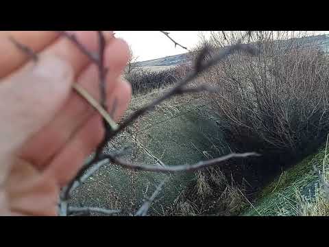 Видео: Разпознаване на Диви Плодни Дървета Круша Ябълка Трънка Джанка