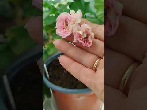 Видео: #25# Переехали в дом!