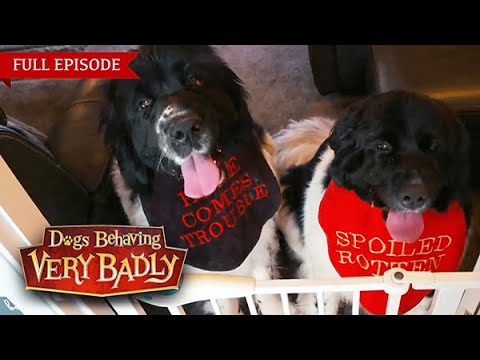 Видео: Мы называем их сумасшедшими близнецами, и они разрывают нас на части!