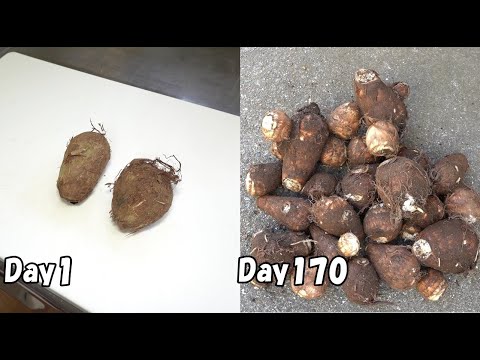 Видео: Как вырастить таро из магазинного таро