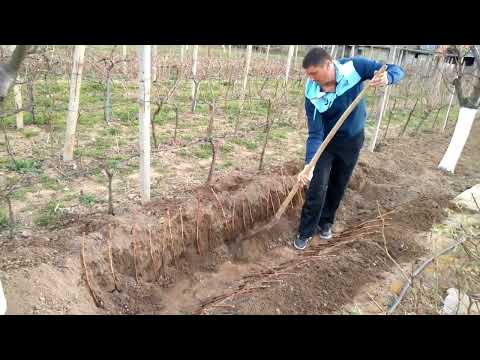 Видео: Укоренение лианы из черенков. Как укореняется виноград