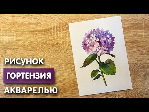 Видео: Как нарисовать гортензию карандашом и акварелью начинающим | Рисунок для детей