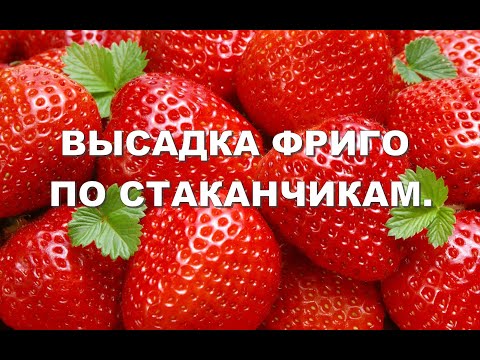 Видео: ВЫСАДКА РАССАДЫ ФРИГО ПО СТАКАНЧИКАМ