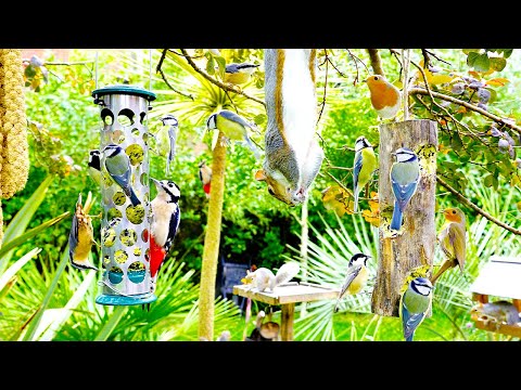 Видео: Видео для кошек 🕊️ Птицы и белки посещают кормушки 🐿️ Кошка тв 4K HDR