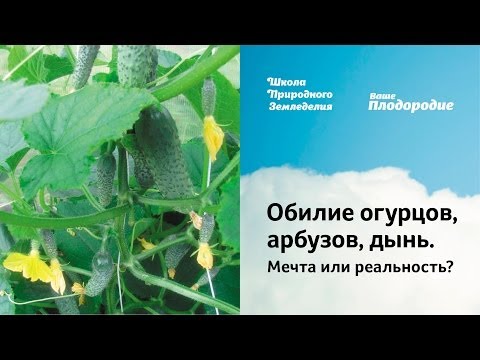 Видео: Обилие огурцов, арбузов, дынь. Мечта или реальность?