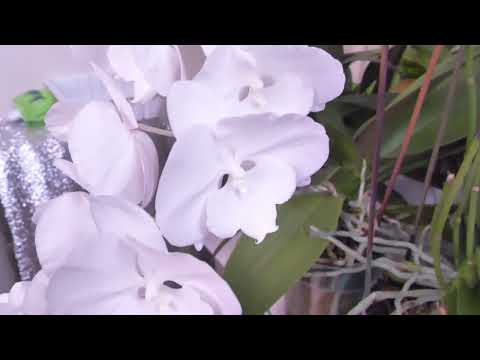 Видео: Полив орхидей с удобрениями осенью. Цветоносам БЫТЬ!