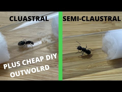 Видео: Как вырастить клаустральную и полуклаустральную королеву муравьев