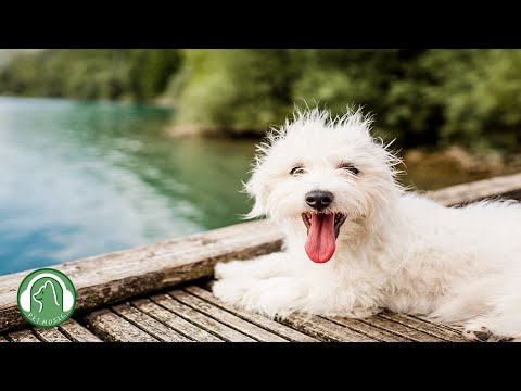 Видео: Расслабляющая музыка для глубокого сна для собак🐶Музыка для снятия беспокойства и стресса