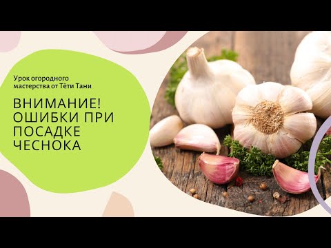 Видео: 650. Ошибки при посадке чеснока.