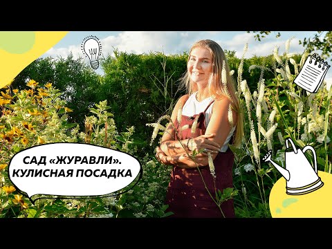 Видео: Кулисная посадка в саду "Журавли" | Посконник | Клопогон | Гортензия Tardiva | Ландшафтный дизайн