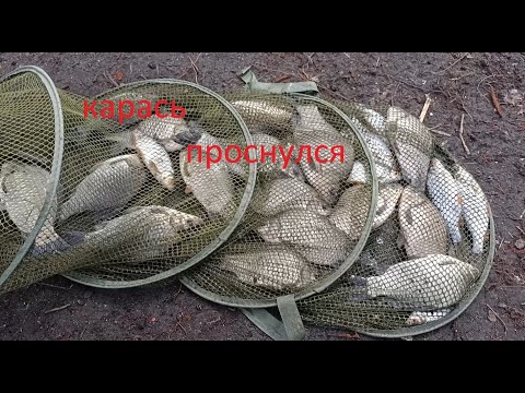Видео: Ловля Карася Открытие Фидерного Сезона