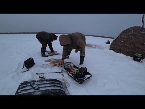 Видео: ПЕРЕСТАВИЛ ЖЕРЛИЦЫ В НОЧЬ, А НА УТРО ОШАЛЕЛ! ЖОР ЩУКИ ПО ПЕРВОМУ ЛЬДУ \ 90% РЕАЛИЗАЦИЯ ПОКЛЁВОК !