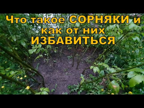 Видео: Что такое сорняки и как от них избавиться?
