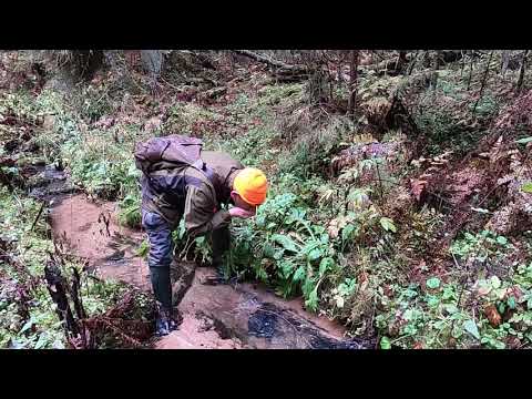 Видео: От борща до медведя один шаг.
