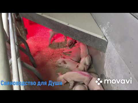 Видео: Диарея у поросят на 2 сутки!Борьба с диареей на опережение!