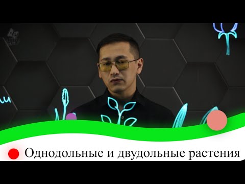 Видео: Однодольные и двудольные растения. 8 класс.