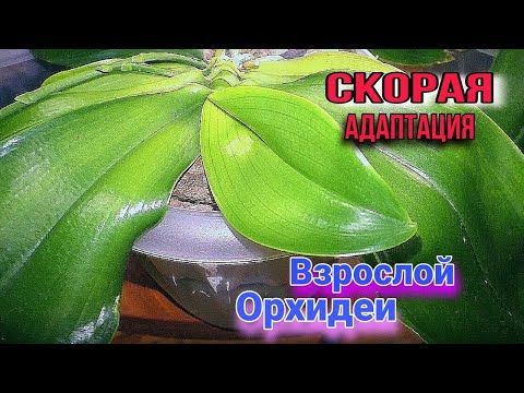Видео: Лопухастые орхидеи.  Какого размера орхидея адаптируется лучше и быстрей?  Стоит ли пересаживать?