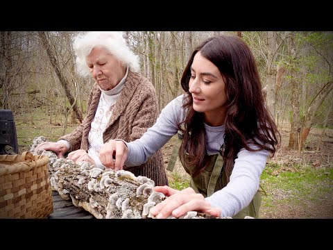 Видео: Знаете ли вы о грибах «индюшиный хвост»?