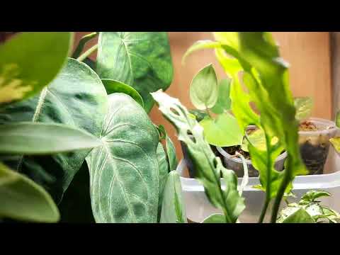 Видео: Обзор всех моих растений. Часть 4. Любимчики