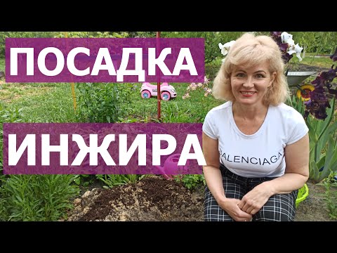 Видео: ИНЖИР. Как правильно посадить инжир. Посадка инжира. Сажаем фиговое дерево. Сажаем смоковницу.