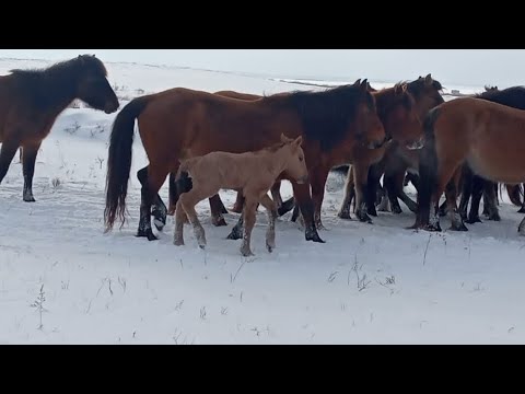 Видео: Жалтастың бірінші құлыны