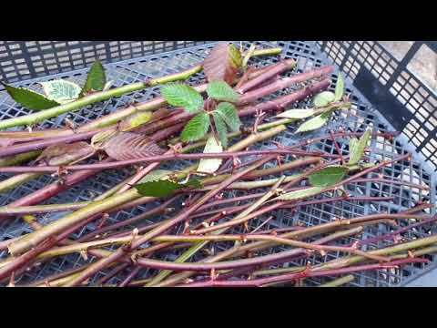 Видео: Зимове розмноження ожини. Супер спосіб розмноження ожини живцями. Сорт Натчез