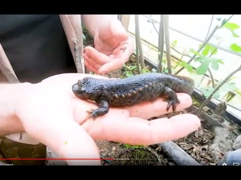 Видео: И снова,иглистые тритоны и шпорцевые лягушки.